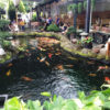 Hồ Cá Koi - 002