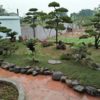 Mẫu sân vườn 002