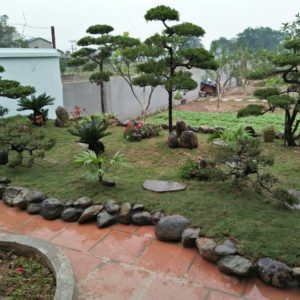 Mẫu sân vườn 002