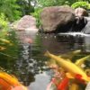 Hồ Cá Koi - 004