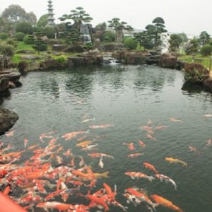 Hồ Cá Koi - 005