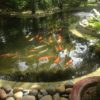 Hồ Cá Koi - 008