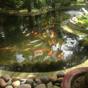 Hồ Cá Koi - 008
